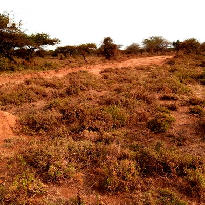 Prime 5 Acres Ewuaso Kedong at 850k - Image 9