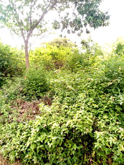 Ideal 3.5 Acres Mutendea Kitui - Image 2