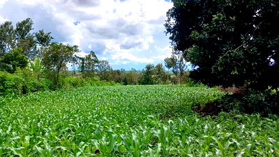 Sabasaba 3 Acres on Sale - Image 1