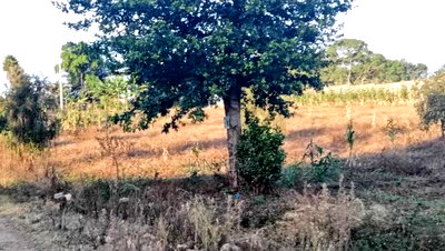 1 Acre Prime Residential Plot, Tigoni - Image 4