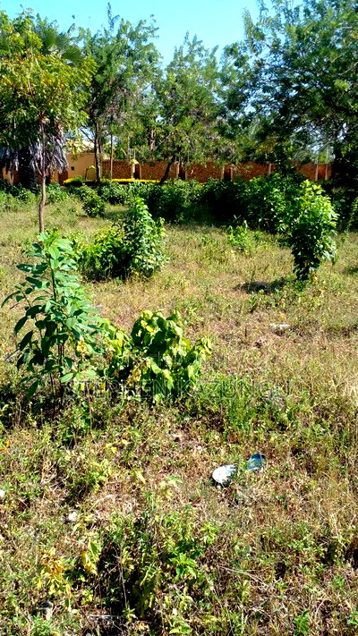1/4 Acre Plot on 3rd Row, in Galu Beach. - Image 3