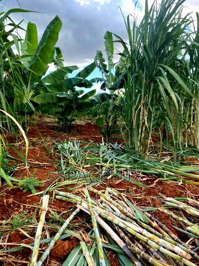 Prime Land Ruiru Prison 17 Acres - Image 2