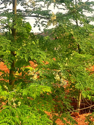 Prime Land Ruiru Prison 17 Acres - Image 1