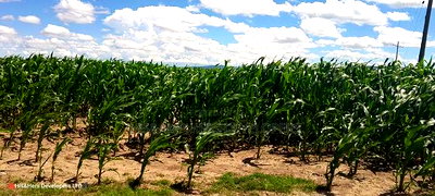 240acres in Narok With Clean Tittle Deed at 650,000 Per Acre - Image 10