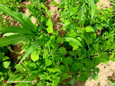 240acres in Narok With Clean Tittle Deed at 650,000 Per Acre - Image 4