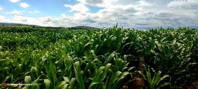 240acres in Narok With Clean Tittle Deed at 650,000 Per Acre - Image 9