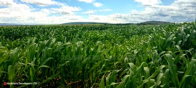 240acres in Narok With Clean Tittle Deed at 650,000 Per Acre - Image 6