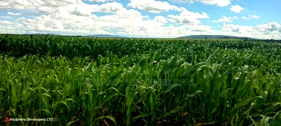 240acres in Narok With Clean Tittle Deed at 650,000 Per Acre - Image 7