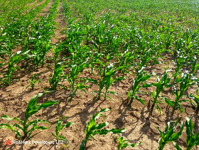 240acres in Narok With Clean Tittle Deed at 650,000 Per Acre - Image 2