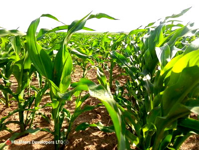 240acres in Narok With Clean Tittle Deed at 650,000 Per Acre - Image 3