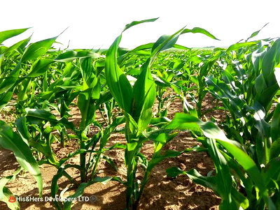 240acres in Narok With Clean Tittle Deed at 650,000 Per Acre - Image 1