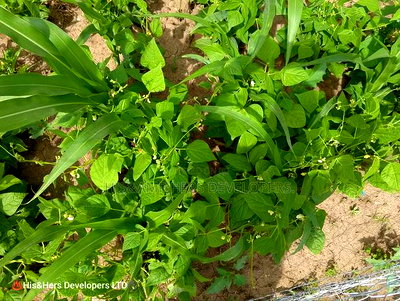 240acres in Narok With Clean Tittle Deed at 650,000 Per Acre - Image 5