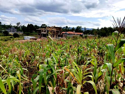 Prime Quarter Acre (100by100) for Sale in Olkeri, Forestline - Image 1