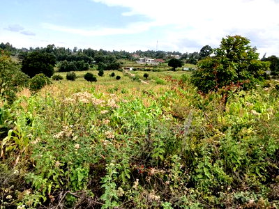 Prime Quarter Acre (100by100) for Sale in Olkeri, Forestline - Image 3