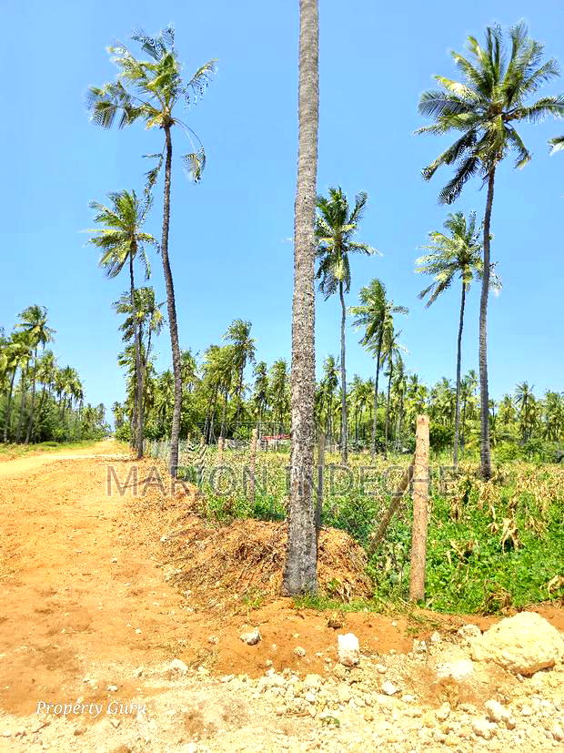 Prime 50by100ft Plots for Sale Located 1km From the Beach