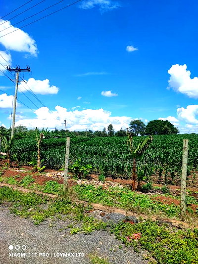 10 Acres Tarmac Tarmac in Ruiru Town Kwa Michael - Image 7