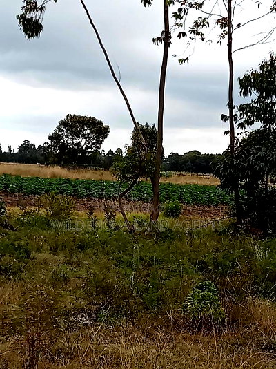 Land on Sale at Kinangop Koinange - Image 3