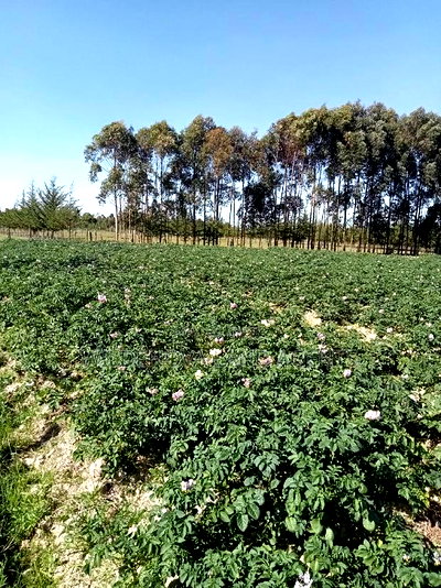 5 Acre on Sale at Kinangop Eginear - Image 10