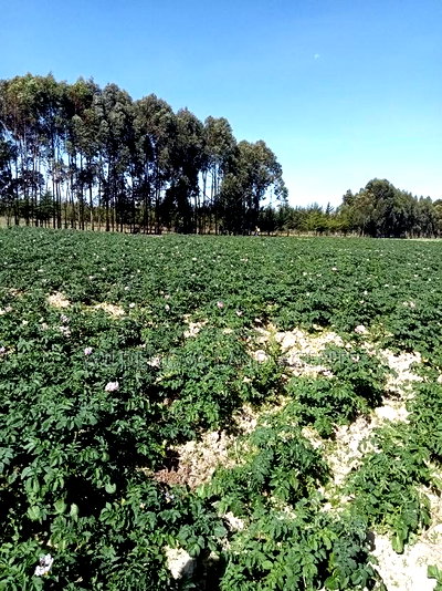 5 Acre on Sale at Kinangop Eginear - Image 11