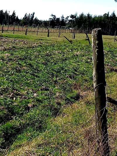 5 Acre on Sale at Kinangop Eginear - Image 6