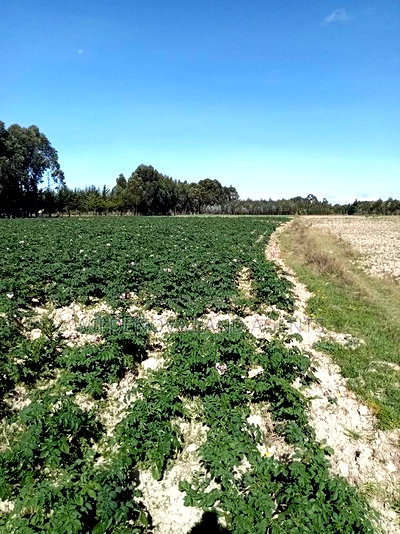 5 Acre on Sale at Kinangop Eginear - Image 12