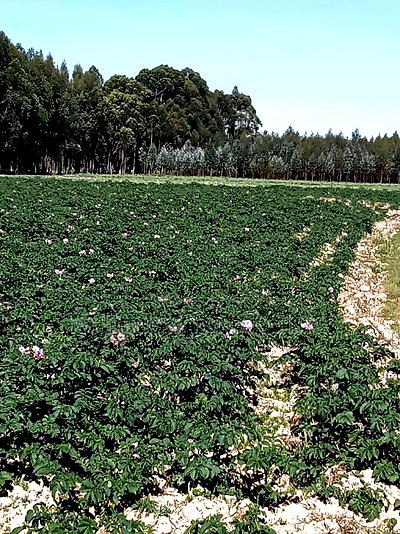 5 Acre on Sale at Kinangop Eginear - Image 9