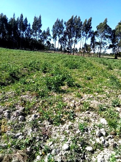 5 Acre on Sale at Kinangop Eginear - Image 4