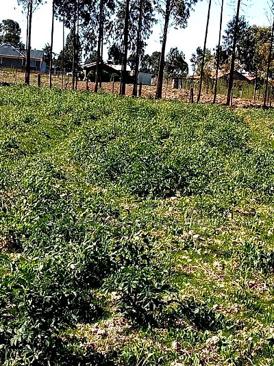 5 Acre on Sale at Kinangop Eginear - Image 3