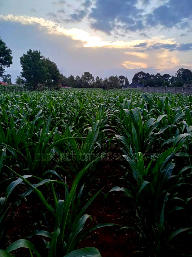 1/4 Plus 1/8 Plot Kiplombe With Title