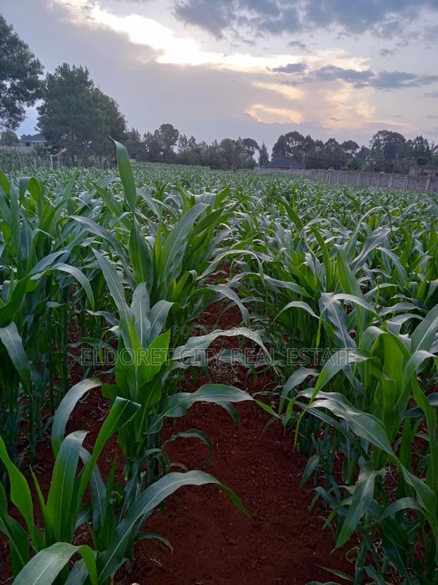 1/4 Plus 1/8 Plot Kiplombe With Title