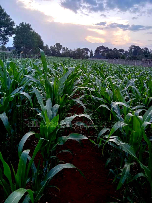 1/4 Plus 1/8 Plot Kiplombe With Title