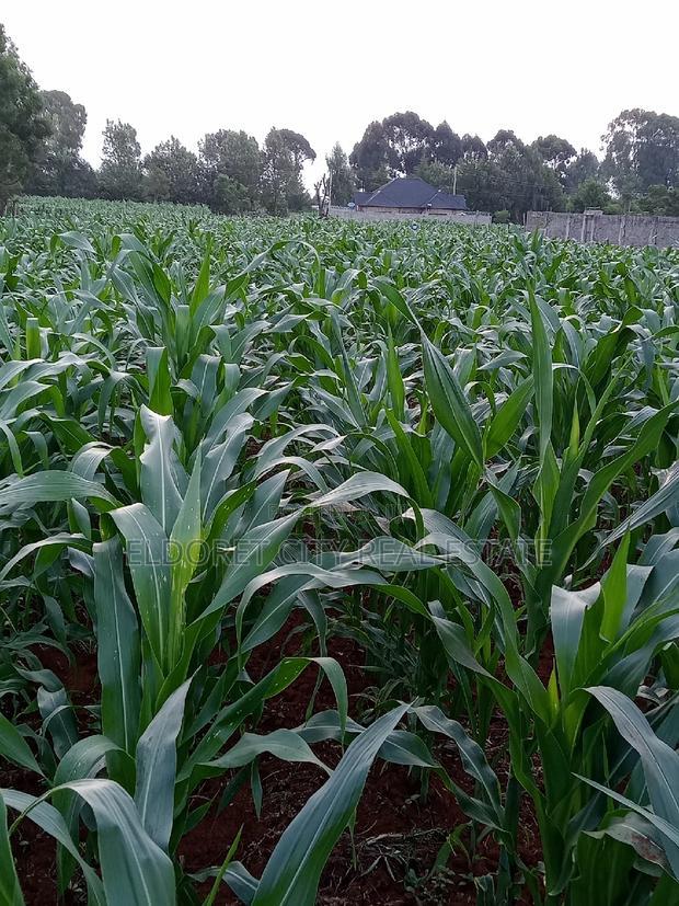 1/4 Plus 1/8 Plot Kiplombe With Title