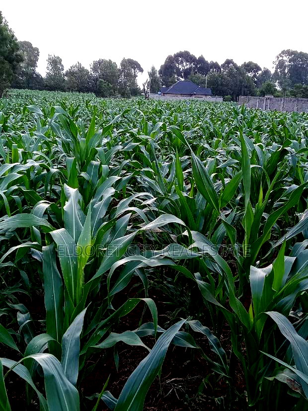 1/4 Plus 1/8 Plot Kiplombe With Title