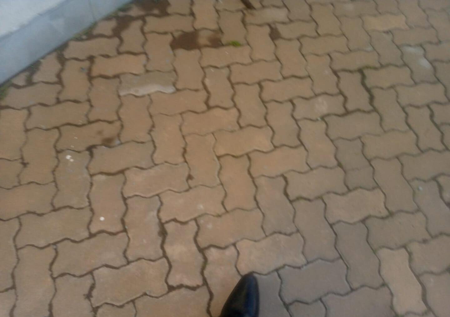 Pet Friendly 3BR Bungalow at KSh 150K