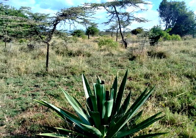 2-Acre Pet Friendly Plot at KSh 1.3M