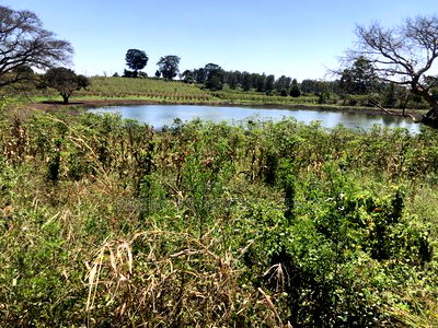 143 Acres Available for Sale in Juja Along Kiganjo Road - Image 3