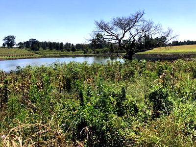 143 Acres Available for Sale in Juja Along Kiganjo Road - Image 2