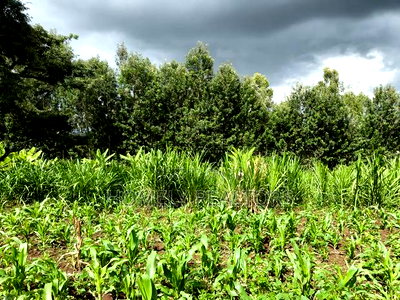 Residential Quarter Acre Plot in Ngong, Matasia Near Silanga - Image 3