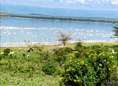 1 Acre for Sale 2nd Row From Lake Elementaita - Image 1