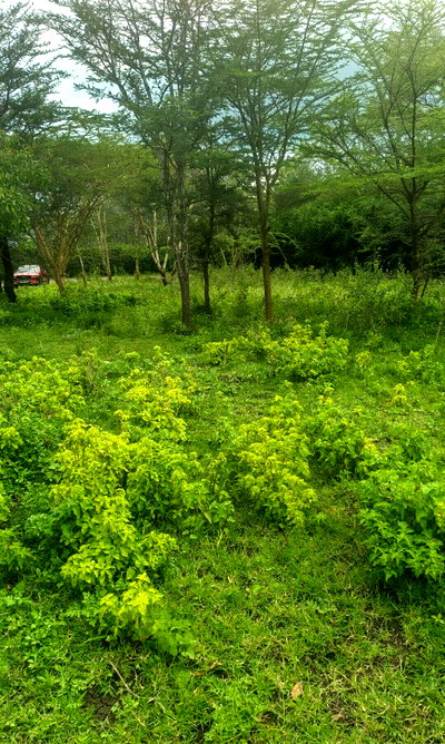 Garden Plot with Parking at KSh 7.5M