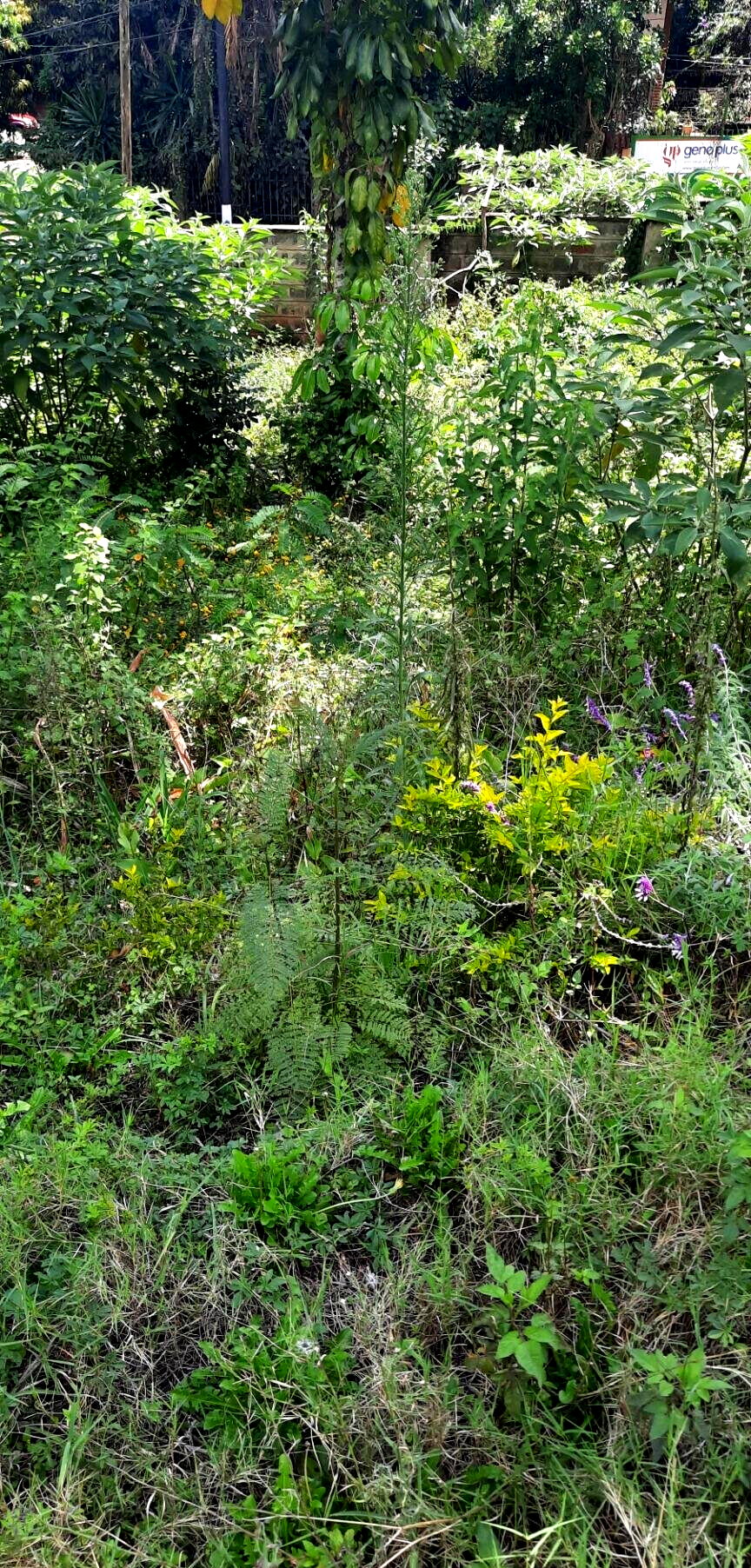 1-Acre Plot in Westlands at KSh 350M
