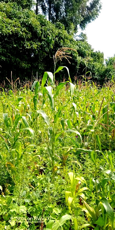 Plot for Sale in Gikambura Kikuyu - Image 11