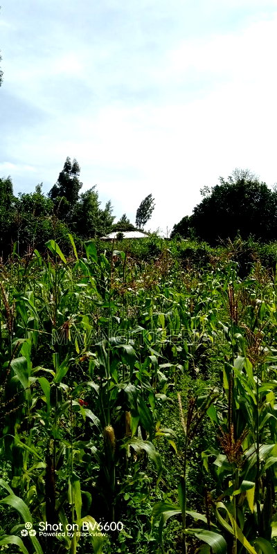 Plot for Sale in Gikambura Kikuyu - Image 10