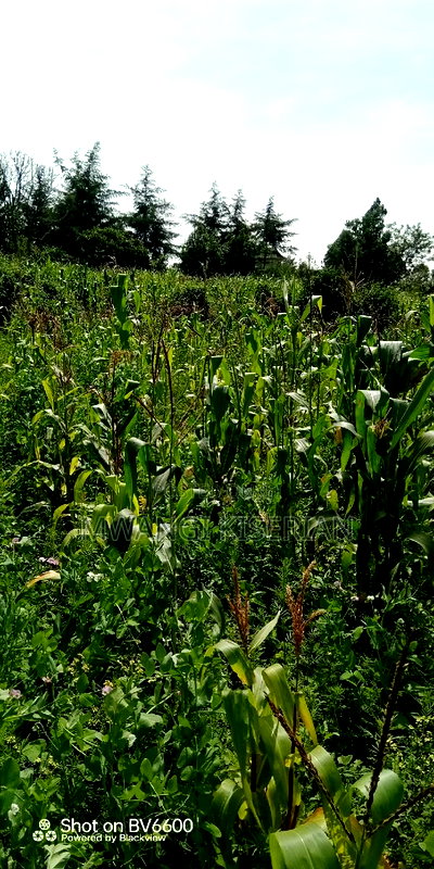 Plot for Sale in Gikambura Kikuyu - Image 12