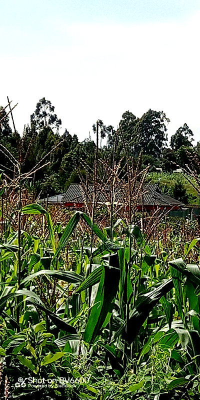 Plot for Sale in Gikambura Kikuyu - Image 6