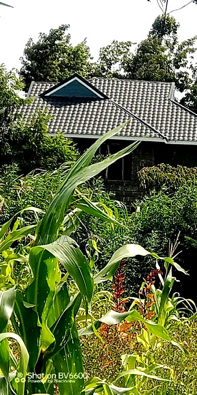 Plot for Sale in Gikambura Kikuyu - Image 4