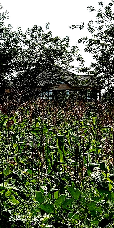 Plot for Sale in Gikambura Kikuyu - Image 8