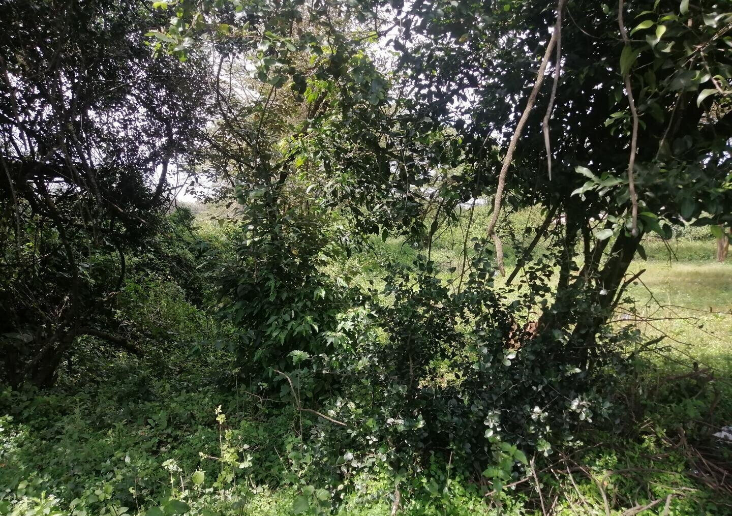 9-Acre Land for High-End Development