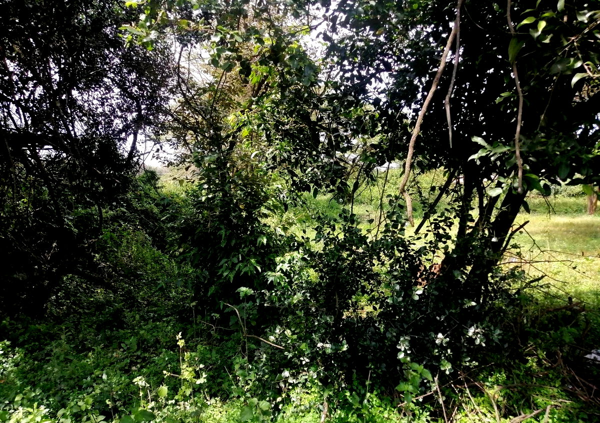 9-Acre Land for High-End Development