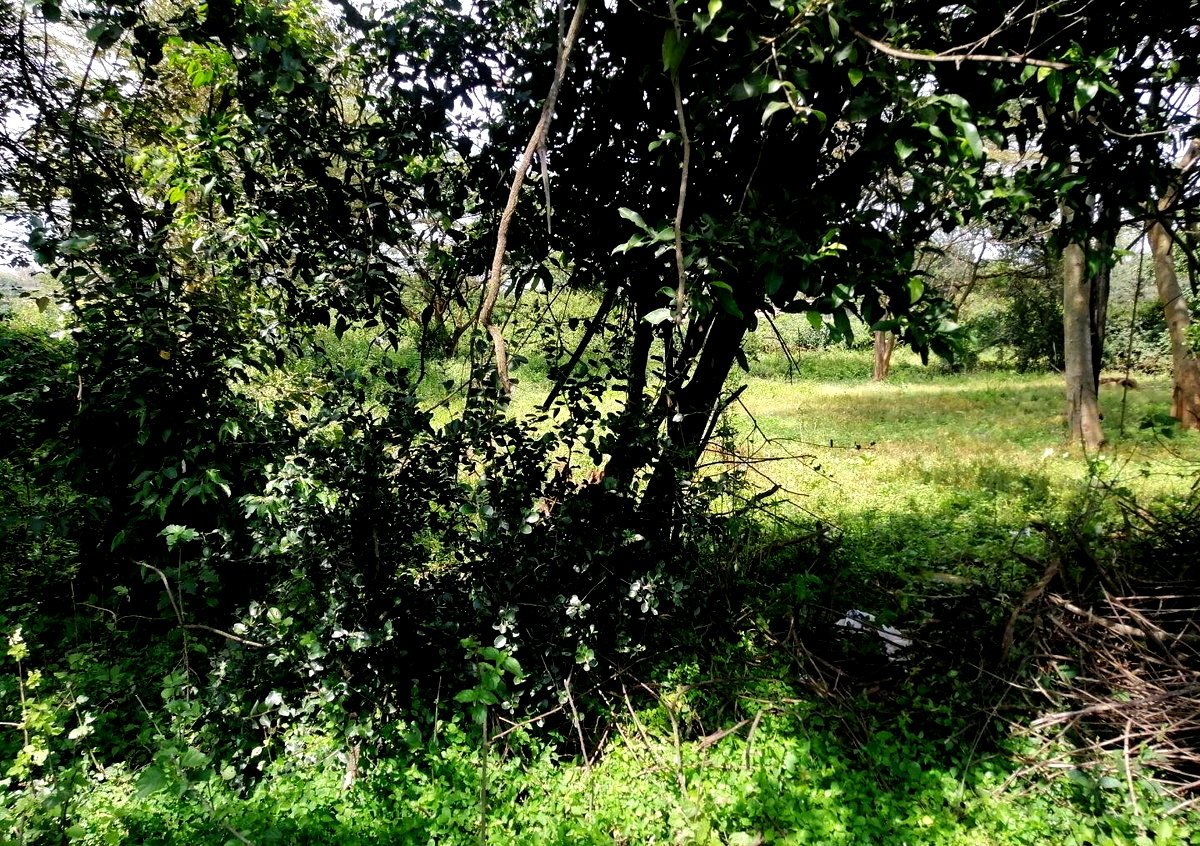 9-Acre Land for High-End Development